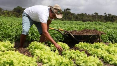 Ministros e deputados defendem fortalecimento da agricultura familiar para reduzir a fome no País