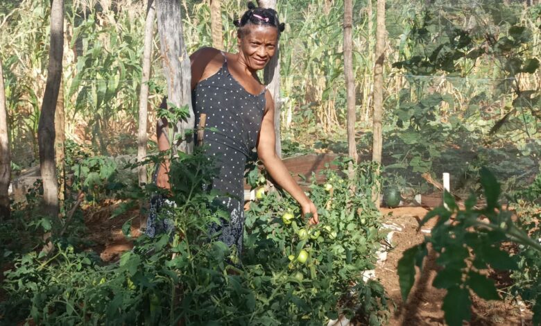 Quintais agroflorestais transformam a vida de agricultoras quilombolas em Belo Campo