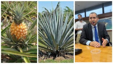 Secretário do “abacaxi com sisal” nega gafe e ignora evento rural em Coité