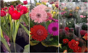 BELA VISTA RECEBE FEIRA DE FLORES DA HOLAMBRA; CONFIRA