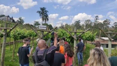 Turismo rural é alternativa econômica para pequenas propriedades