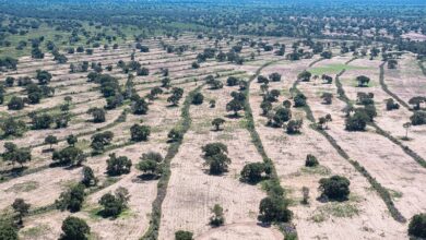 SOS Pantanal revela 101 mil hectares devastados