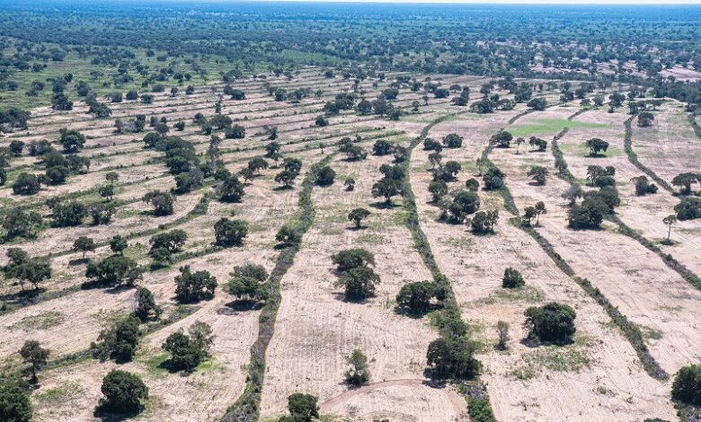 SOS Pantanal revela 101 mil hectares devastados