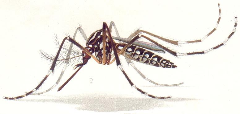 Casos de dengue grave aumentam 168% na Bahia