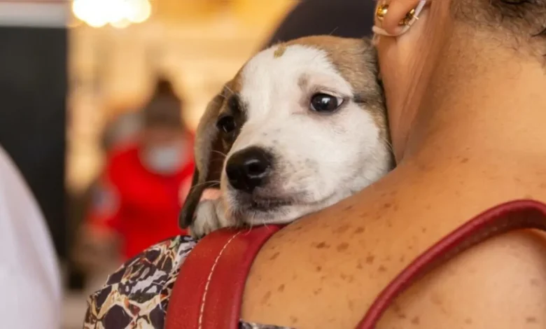 EVENTO GRATUITO PROMOVE ADOÇÃO, VACINAÇÃO E DOAÇÃO DE RAÇÃO PARA PETS