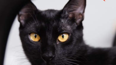 Sabia que agosto é o mês do gato? Cafeteria no Rio Vermelho proporciona adoção responsável