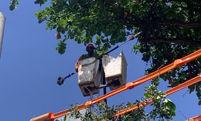 PARCERIA ENTRE SEMAN E COELBA PROMOVERÁ MUTIRÃO DE PODAS DE ÁRVORES NA CIDADE