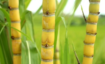 CONAB PREVÊ CRESCIMENTO DE 5,4% NA SAFRA DE CANA-DE-AÇUCAR