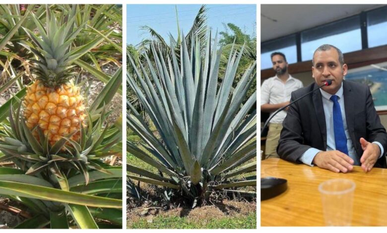 Gafe! Secretário de Agricultura pergunta se pé de sisal é pé de abacaxi