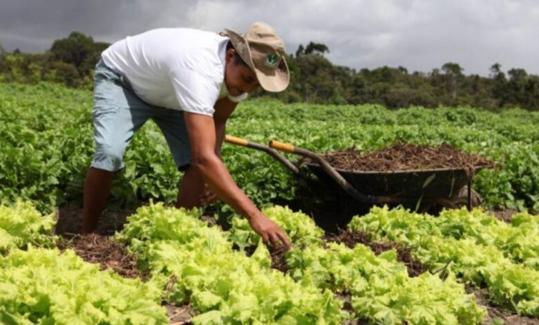 Ministros e deputados defendem fortalecimento da agricultura familiar para reduzir a fome no País