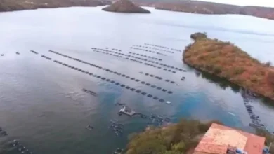 PISCICULTURA DE PAULO AFONSO GANHA NOVO IMPULSO