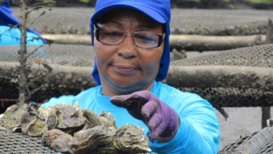 Marisqueiras do Recôncavo recebem embarcações para cultivo de ostras