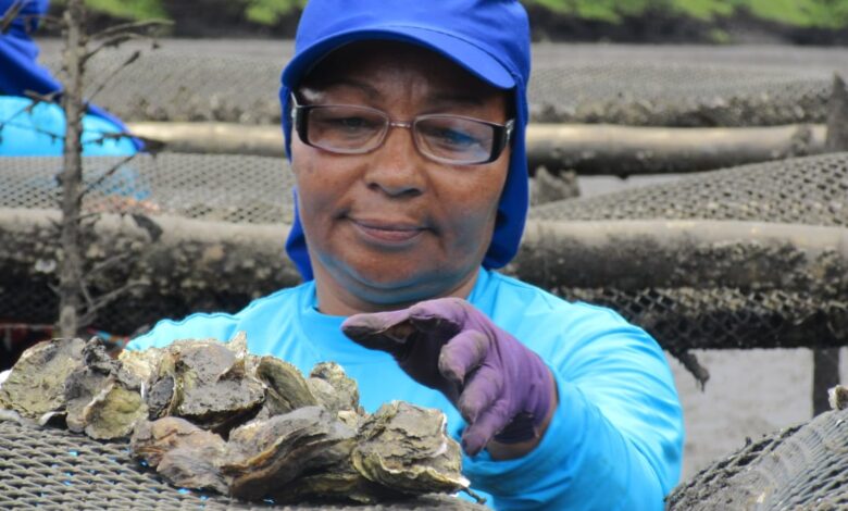 Marisqueiras do Recôncavo recebem embarcações para cultivo de ostras