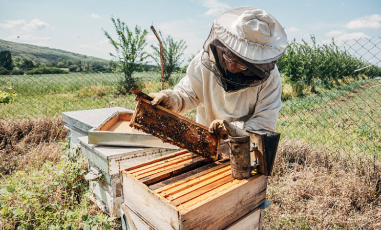 Nova Fátima promove Feira de Negócios e Tecnologia na Apicultura nos dias 12 e 13 de maio