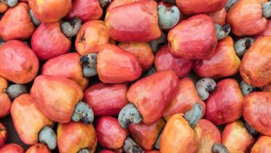 CIDADE BAIANA TEM AUMENTO NA PRODUÇÃO DE CAJU, APÓS QUALIFICAÇÃO DOS AGRICULTORES PELO SENAR