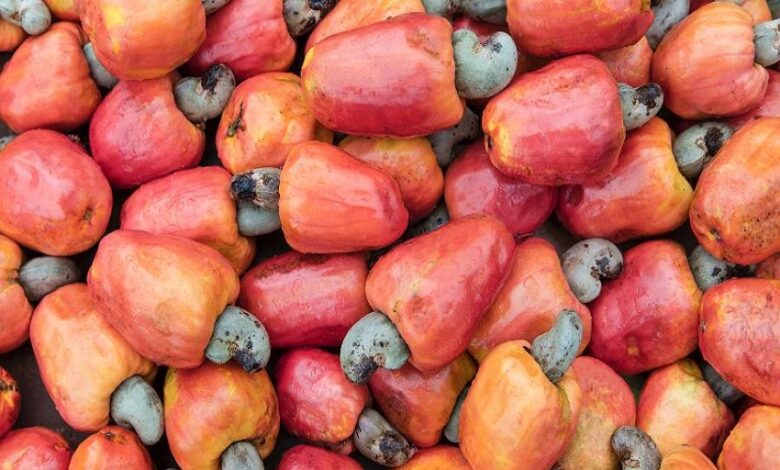 CIDADE BAIANA TEM AUMENTO NA PRODUÇÃO DE CAJU, APÓS QUALIFICAÇÃO DOS AGRICULTORES PELO SENAR