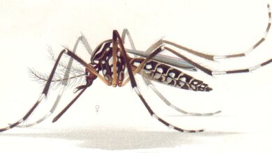Casos de dengue grave aumentam 168% na Bahia