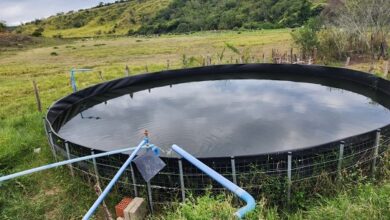 Criação de 25 mil alevinos qualifica produção de famílias agricultoras em Tapiramutá