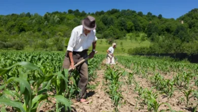 DIA DO AGRICULTOR: BAHIA TEM QUASE TRÊS MILHÕES DE PESSOAS PRATICANDO AGRICULTURA FAMILIAR
