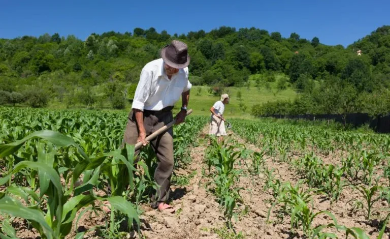 DIA DO AGRICULTOR: BAHIA TEM QUASE TRÊS MILHÕES DE PESSOAS PRATICANDO AGRICULTURA FAMILIAR