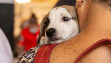 EVENTO GRATUITO PROMOVE ADOÇÃO, VACINAÇÃO E DOAÇÃO DE RAÇÃO PARA PETS