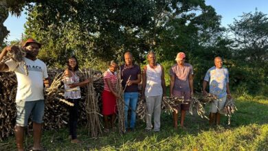 Famílias de comunidade rural de Conceição da Feira celebram avanços na mandiocultura
