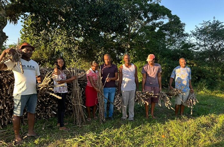 Famílias de comunidade rural de Conceição da Feira celebram avanços na mandiocultura