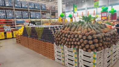 Agricultura familiar da Bahia avança na comercialização de abacaxi para outros estados brasileiros