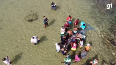 FILHOTE DE BALEIA JUBARTE ENCALHA NA PRAIA DE ITAPUÃ