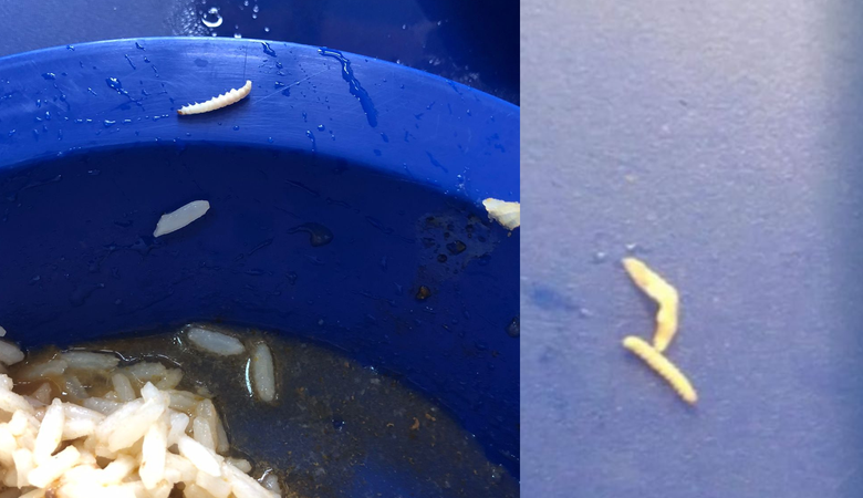 “Os estudantes não são bichos, não”, brada Anderson Ninho após denúncia de comida com larvas em colégio estadual