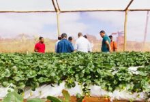 Produção de morangos da Chapada Diamantina será elevada de patamar com chegada de agroindústria