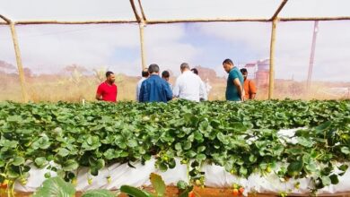 Produção de morangos da Chapada Diamantina será elevada de patamar com chegada de agroindústria