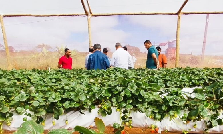Produção de morangos da Chapada Diamantina será elevada de patamar com chegada de agroindústria