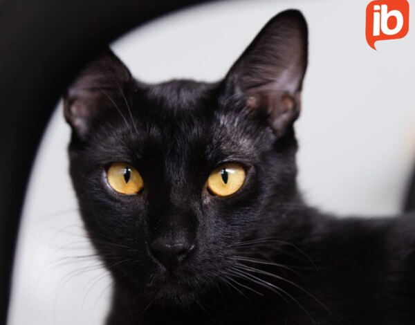 Sabia que agosto é o mês do gato? Cafeteria no Rio Vermelho proporciona adoção responsável