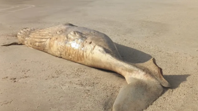CARCAÇA DE BALEIA É ENCONTRADA EM PRAIA NA BA COM MARCAS DE MORDIDAS DE TUBARÃO