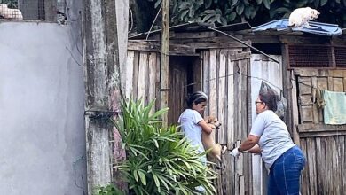 ITABUNA: PREFEITURA SUPERA META E IMUNIZA MAIS DE 30 MIL CÃES E GATOS
