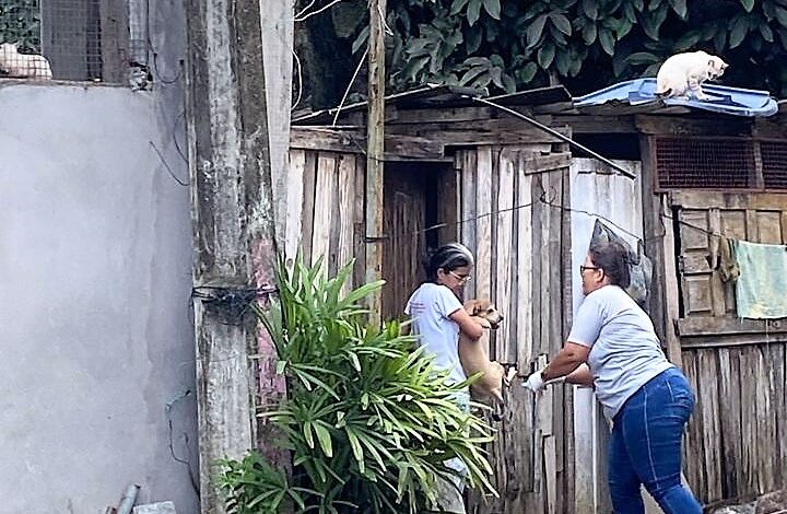 ITABUNA: PREFEITURA SUPERA META E IMUNIZA MAIS DE 30 MIL CÃES E GATOS