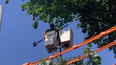 PARCERIA ENTRE SEMAN E COELBA PROMOVERÁ MUTIRÃO DE PODAS DE ÁRVORES NA CIDADE