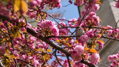 PRIMAVERA COMEÇA ÀS 3H50 DESTE SÁBADO