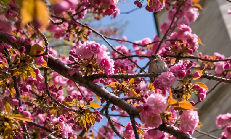PRIMAVERA COMEÇA ÀS 3H50 DESTE SÁBADO