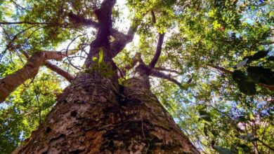 BRACELL RECEBE SELO ‘OURO’ DO PROGRAMA BRASILEIRO GHG PROTOCOL