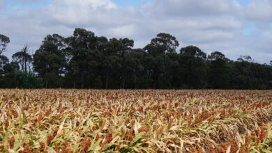 PREÇO DO ETANOL CAI 0,51% NA QUARTA SEMANA DE OUTUBRO, COM MÉDIA NACIONAL DE R$ 3,716 POR LITRO