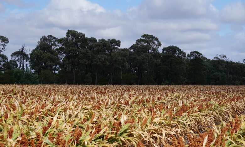 PREÇO DO ETANOL CAI 0,51% NA QUARTA SEMANA DE OUTUBRO, COM MÉDIA NACIONAL DE R$ 3,716 POR LITRO