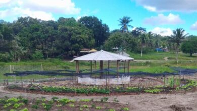 QUILOMBO SUSTENTÁVEL FORMA 18 MULHERES NA PRODUÇÃO DE ALIMENTOS ORGÂNICOS